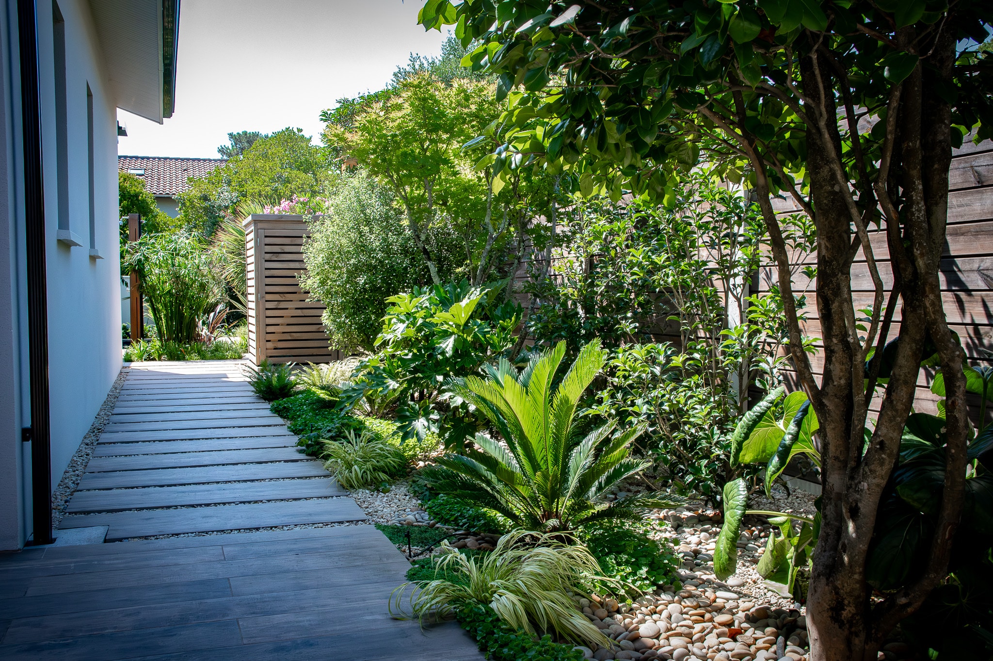 Allée de jardin moderne avec des dalles de bois grises, bordée de galets et de végétation luxuriante, incluant un palmier Sagoutier.